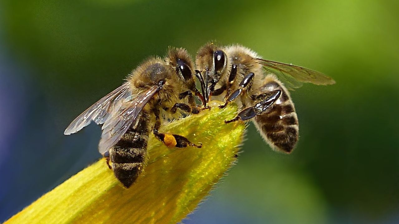 Пчела медоносная размножение