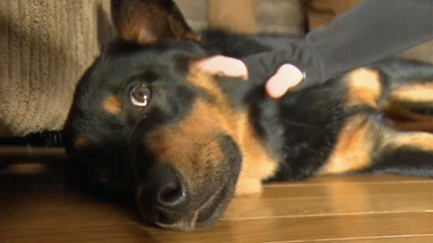 Сбежавшую собаку нашли за 1200 км от дома