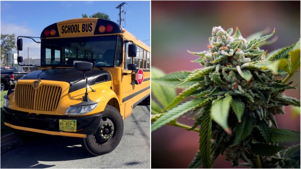 «Комплексный обед»: закон о марихуане и камерах в школьных автобусах