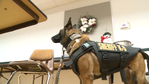 «Бронежилеты» для полицейских собак в Торонто