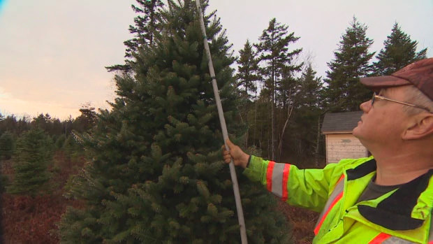 Новогодние елки в Канаде стали дефицитом