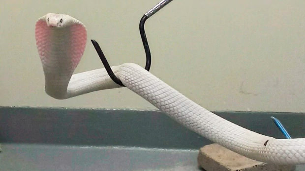 Мужчину в Питерборо укусила очковая кобра