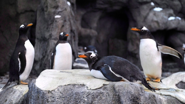 В Калгари замерзли пингвины