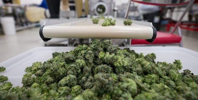 Чудеса изобретательности проявляют марихуановые фермеры в Канаде