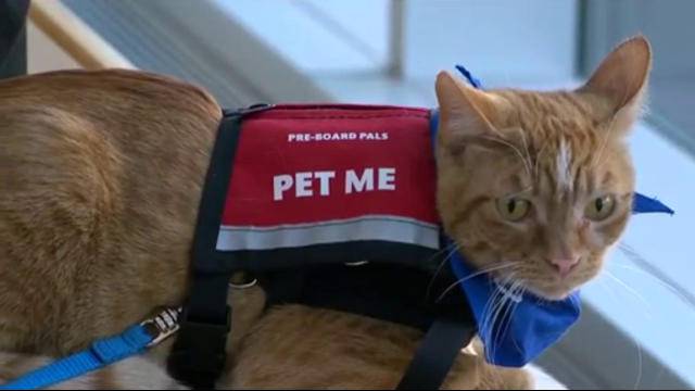 Кошки и собаки помогают разнервничавшимся пассажирам в канадском аэропорту