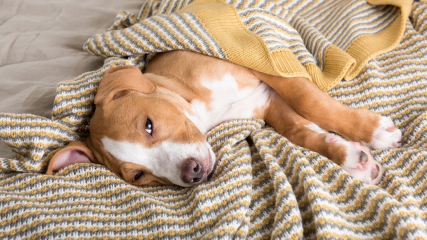 Что делать, если ваш пес все же подхватил собачий грипп?