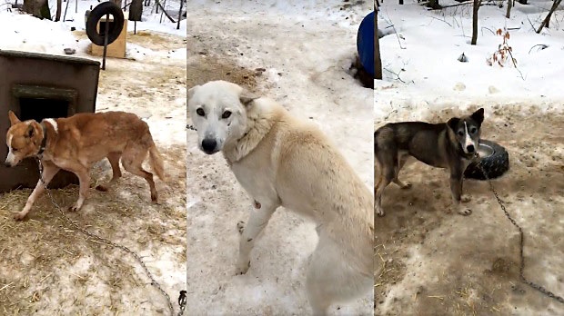 Защитники животных ведут следствие по делу ездовых собак в Берри