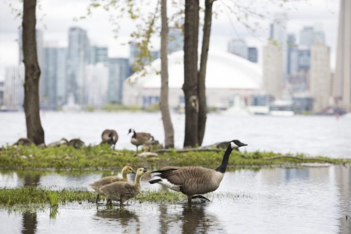 Любители природы предлагают создать птичий заповедник в Торонто