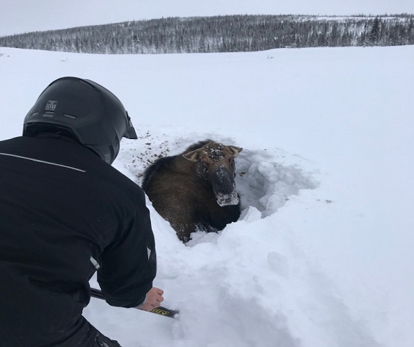 Сноумобилисты спасли лося из снежного плена