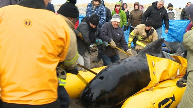 В Новой Шотландии спасли попавшего на мелководье кита