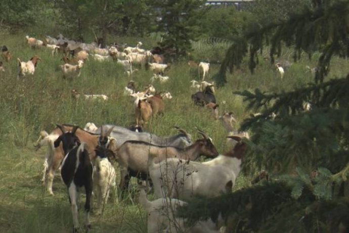 Эдмонтону требуются пастухи для выпаса коз