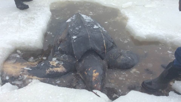 Кожистая черепаха — у берегов Канады?