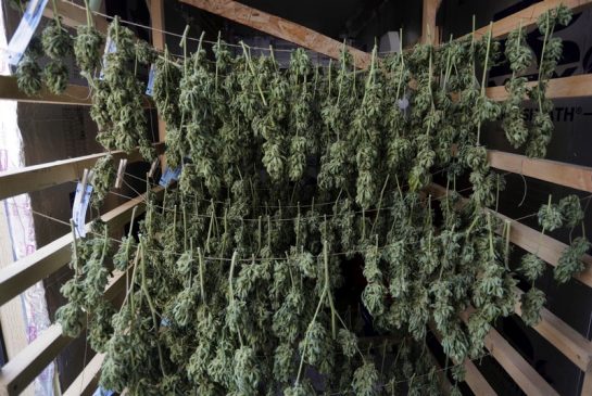 В колумбии марихуана можно ли найти в лесу коноплю