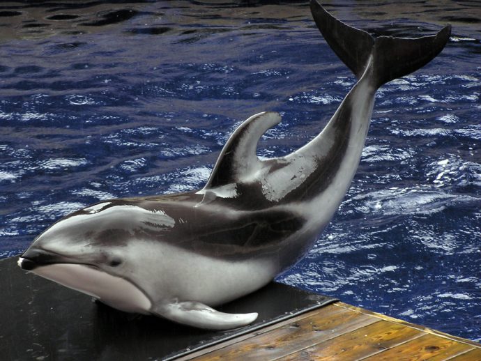 Суд отменил запрет на отлов и содержание китовых. Но только для ванкуверского Аквариума