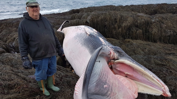 На берегу в Новой Шотландии найден погибший кит