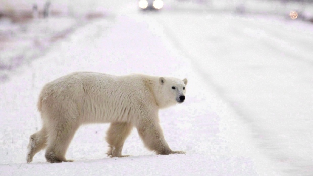 Белые медведи: марш на север