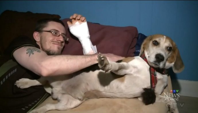 Собака спасла хозяина после аварии