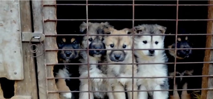 Канада спасла корейских собак от съедения