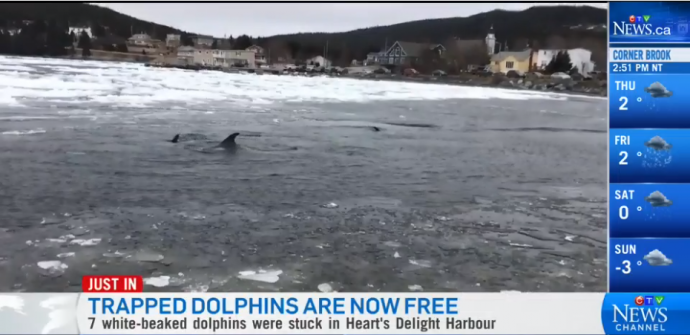 Шеф пожарной службы освободил дельфинов из ледового плена