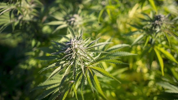 Саскачеван вводит правила употребления марихуаны