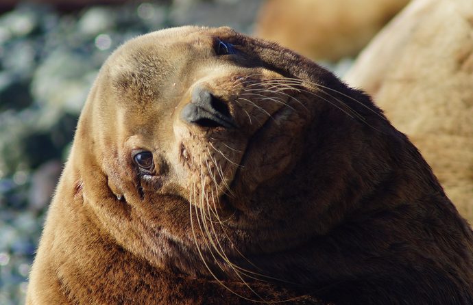 Ванкуверский Аквариум спас морскую львицу от верной смерти