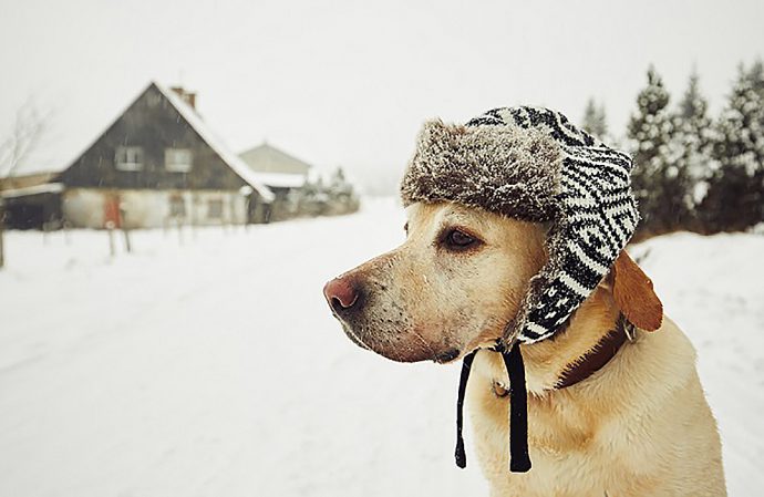 Депутат требует не оставлять собак на улице в мороз