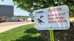 Angry Birds в Торонто: дрозды заклевывают прохожих в парках