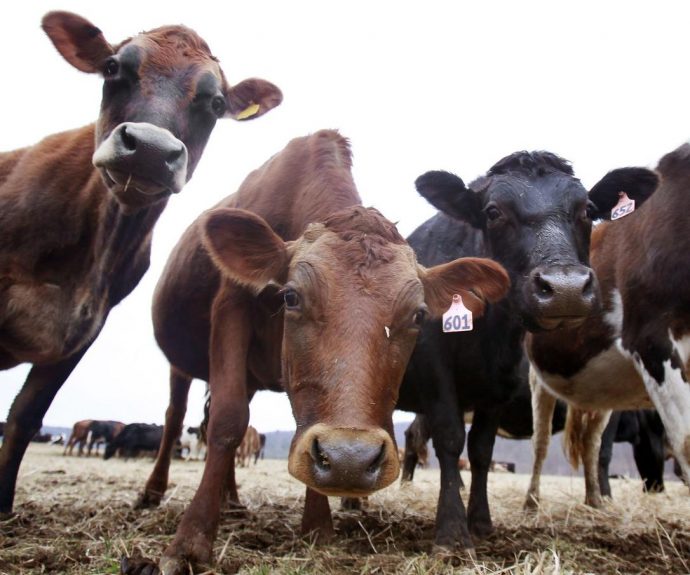 Канадский монастырь больше не будет доить коров