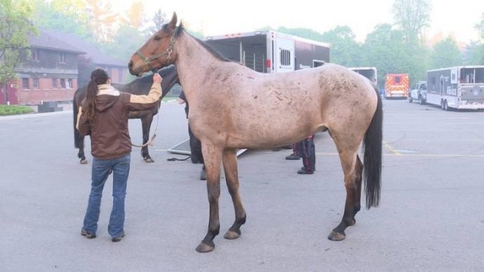 Пожар на конюшне в Торонто: 12 лошадей погибли