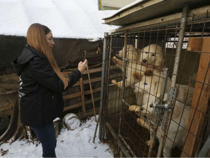 Собаки «на мясо» спасены и оправляются в монреальском приюте