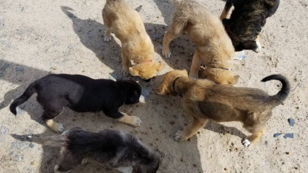 После пожаров в Манитобе остались сотни некормленных собак