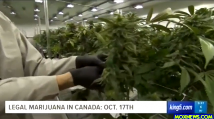 Трюдо назвал точную дату начала продажи марихуаны в Канаде