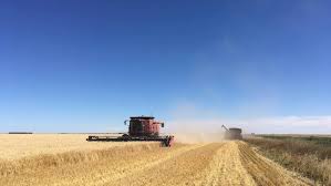 Корея отказывается от генно-модифицированной канадской пшеницы