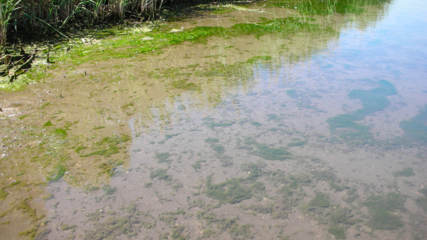В озере Онтарио опасные водоросли