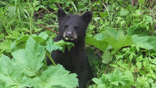 Квебек прикрыл деятельность убивавших медведей «лекарей»