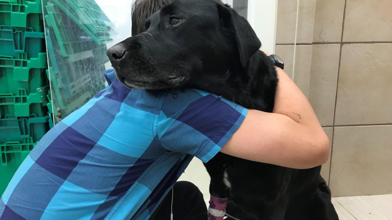 Собака погибла после пребывания в «отеле» PetSmart