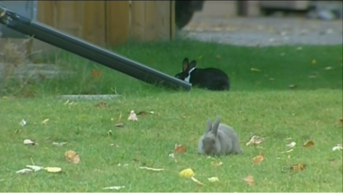 Канадский городок заполонили кролики