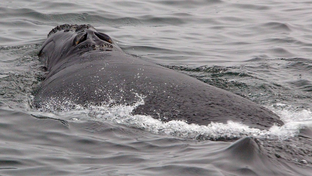 Исследования о влиянии шума на китов будут стоить Канаде более $26 миллионов
