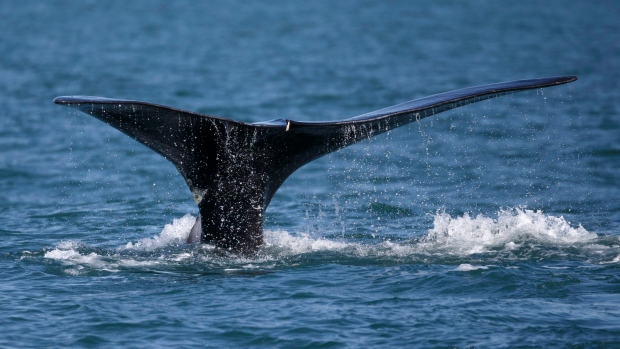 Канадцы разыскивают запутавшегося кита