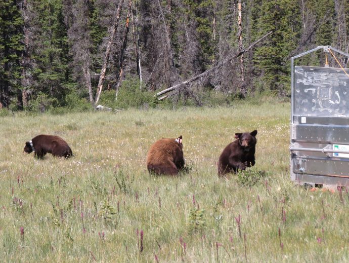 «Туалетные» медведи выпущены на свободу в канадском парке Банфф