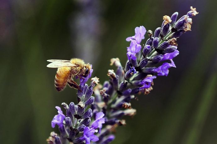 Канада запретит вредные для пчел инсектициды