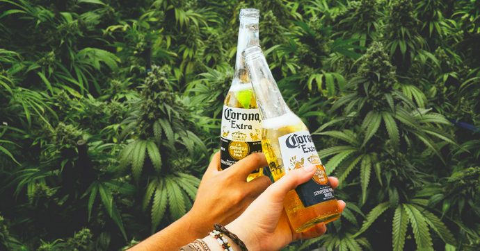 Производитель пива Corona выпустит напитки с марихуаной