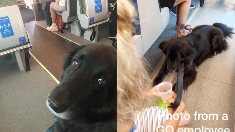 Пес проехался «зайцем» в торонтском поезде