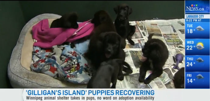 Канадских щенков хотят «усыновить» за границей