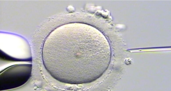 Эмбрион — это «имущество», как решил канадский суд