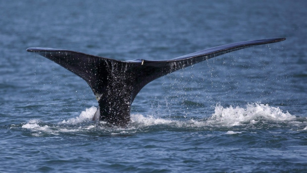 Атлантического кита освободили от рыболовной снасти