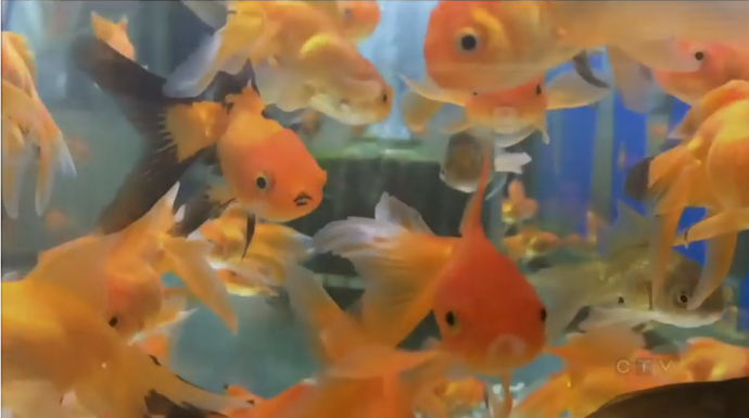 Золотые рыбки — еще одна проблема экосистемы Великих озер