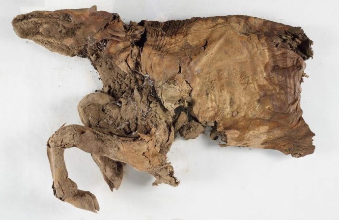 Мумии волчонка и олененка найдены на Юконе