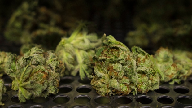 В Британской Колумбии откроется пока всего один марихуановый магазин