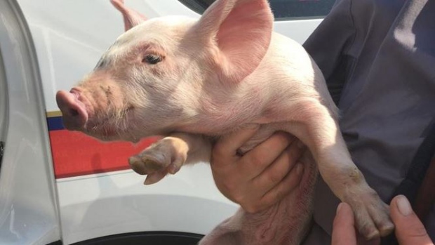 Констебль полиции спасла свина на шоссе